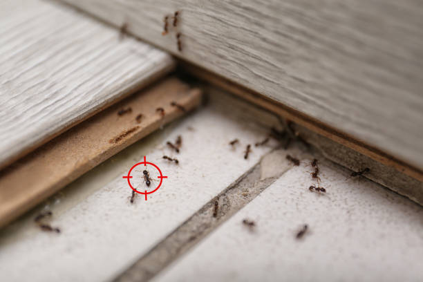 Best Pest Control Treatment  in Erin, TN
